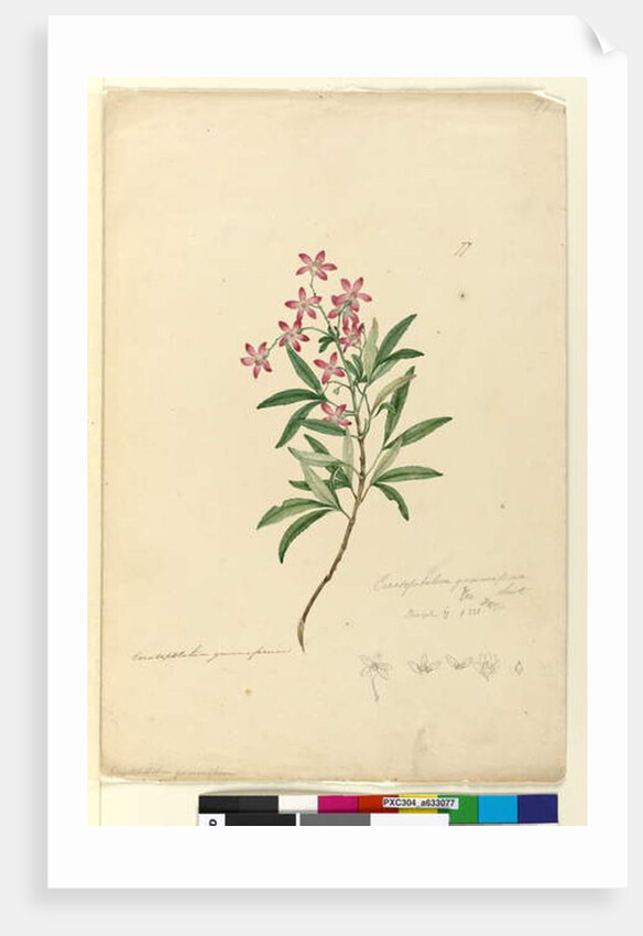 Page 77. Ceratopetalum gummiferum, c.1803-06 by John William Lewin
