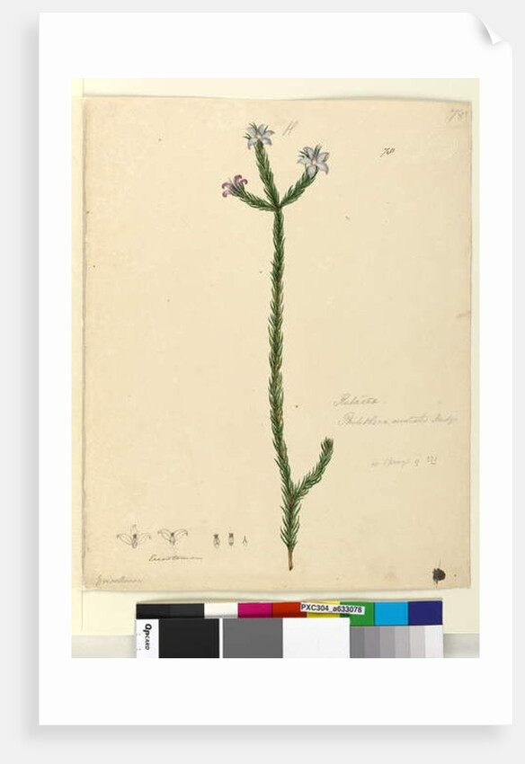 Page 78. Philotheca australis, c.1803-06 by John William Lewin