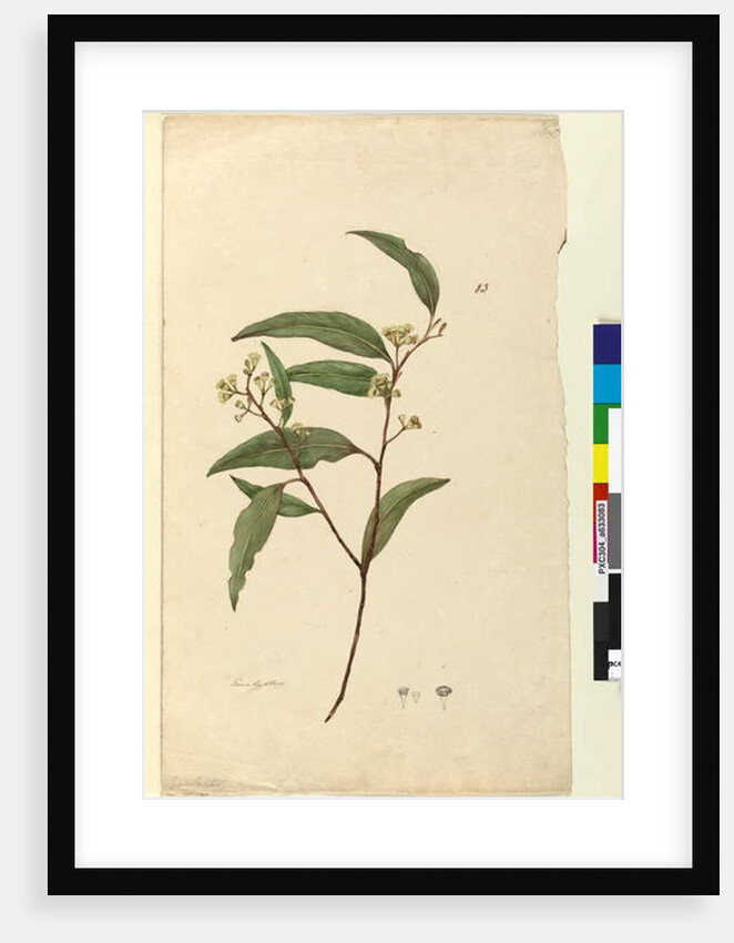 Page 83. Eucalyptus, c.1803-06 by John William Lewin