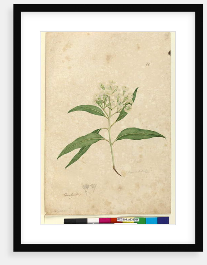 Page 84. Eucalyptus paniculata, c.1803-06 by John William Lewin
