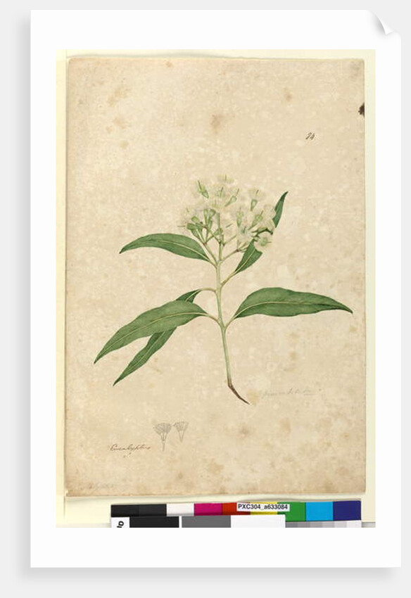 Page 84. Eucalyptus paniculata, c.1803-06 by John William Lewin