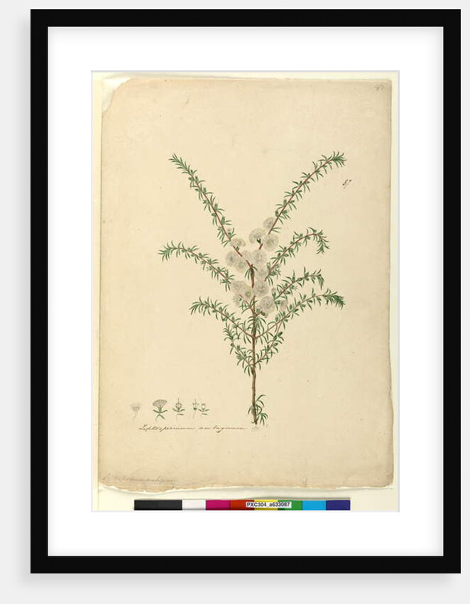 Page 87. Leptospermum ambiguum, c.1803-06 by John William Lewin
