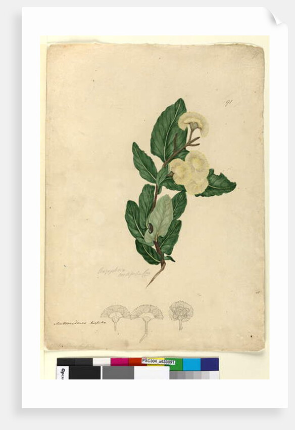 Page 91. Angophora cordifolia, c.1803-06 by John William Lewin