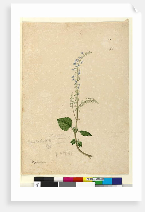 Page 96. Plectranthus australis, c.1803-06 by John William Lewin