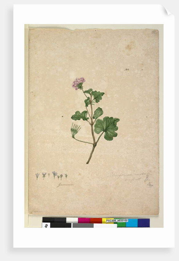 Page 102. Pelargonium australe, c.1803-06 by John William Lewin