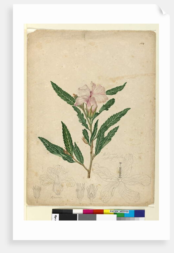 Page 104. Hibiscus heterophyllus, c.1803-06 by John William Lewin
