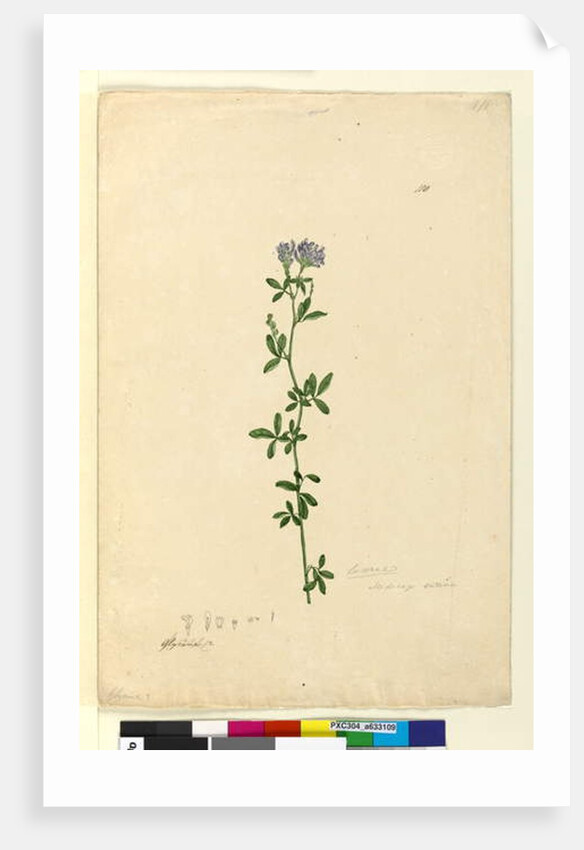 Page 110. Medicago sativa, c.1803-06 by John William Lewin