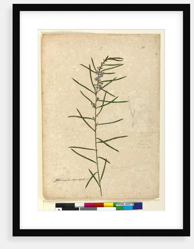 Page 111. Hovea longifolia, c.1803-06 by John William Lewin