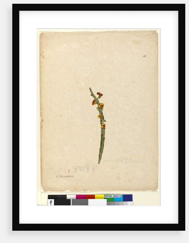Page 114. Bossiaea scolopendria, c.1803-06 by John William Lewin