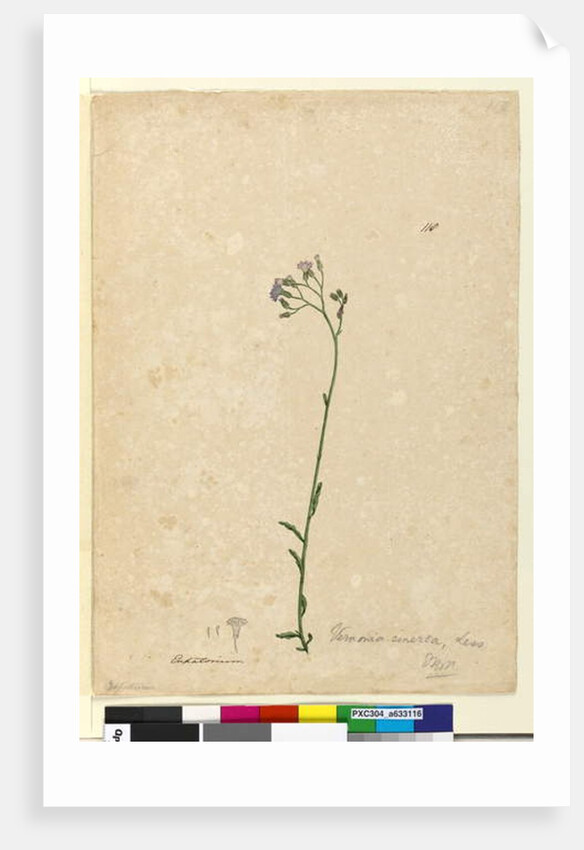 Page 118. Vernonia cinerea, c.1803-06 by John William Lewin