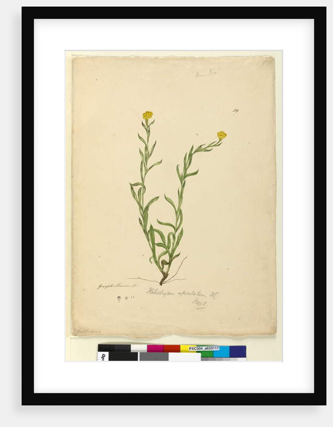 Page 119. Helichrysum apiculatum/Chrysocephalum apiculatum, c.1803-06 by John William Lewin