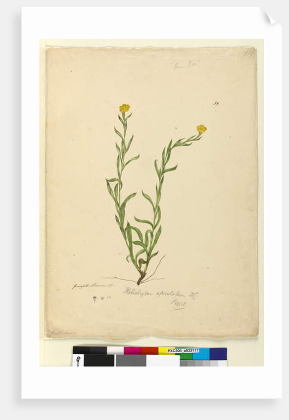 Page 119. Helichrysum apiculatum/Chrysocephalum apiculatum, c.1803-06 by John William Lewin