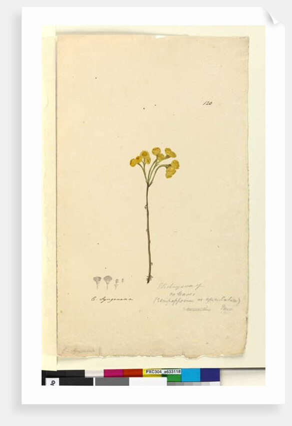 Page 120. Elichrysum, c.1803-06 by John William Lewin