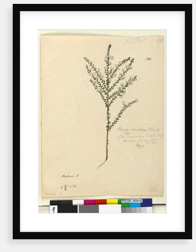 Page 124. Olearia ramulosa, c.1803-06 by John William Lewin