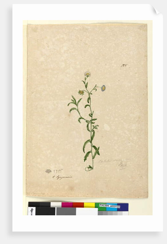 Page 125. Calotis dentex, c.1803-06 by John William Lewin