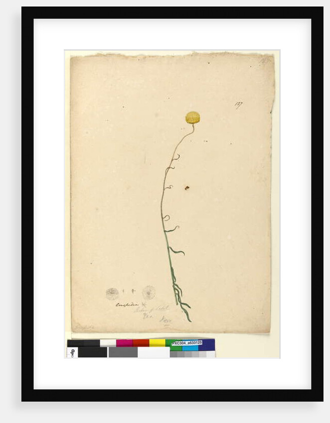 Page 127. Craspedia, c.1803-06 by John William Lewin