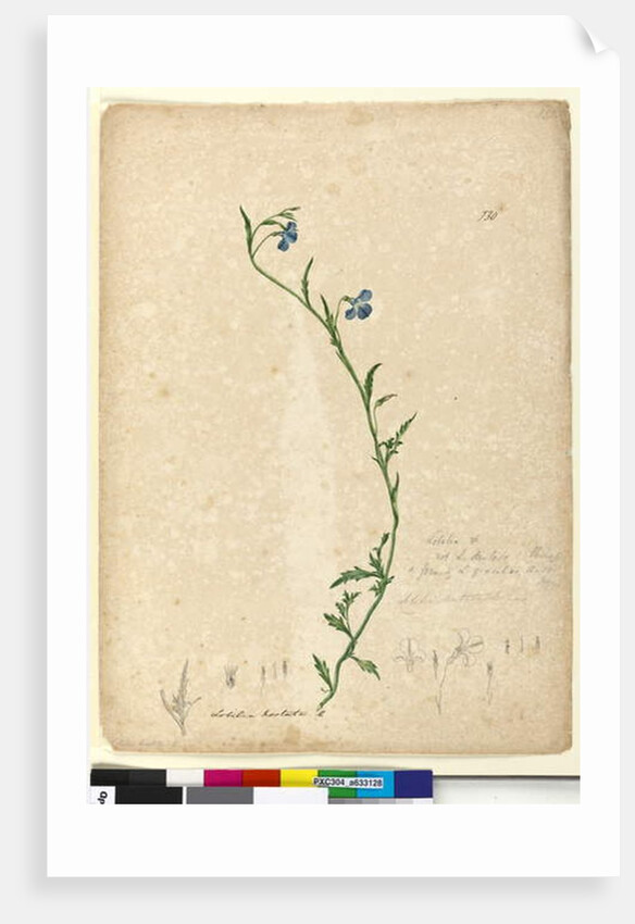 Page 130. Lobelia hostata/Lobelia gracilis, c.1803-06 by John William Lewin