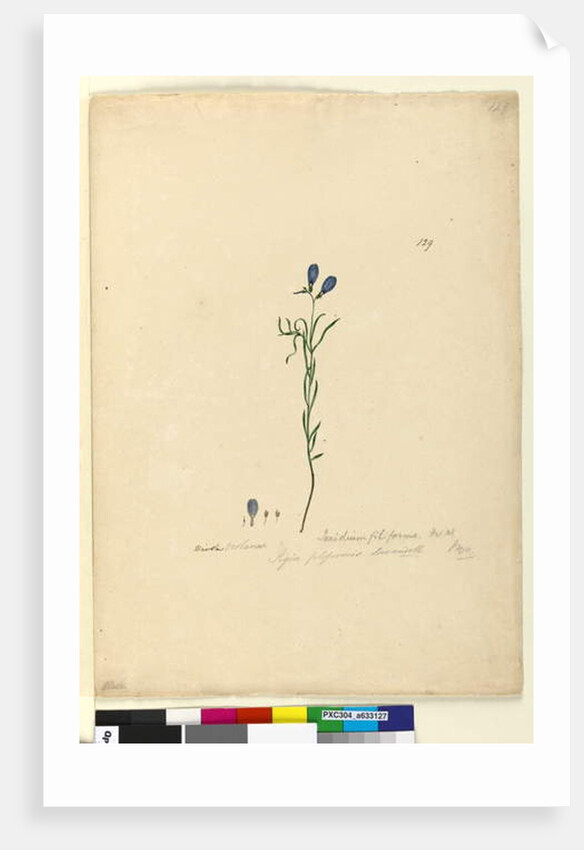 Page 129. Ionidium filiforme, c.1803-06 by John William Lewin