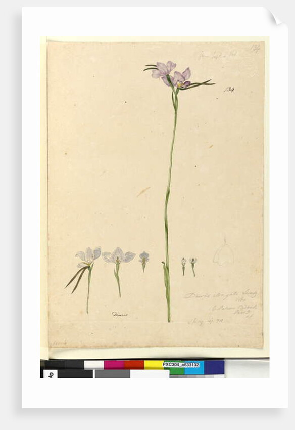 Page 134. Diuris elongata, c.1803-06 by John William Lewin