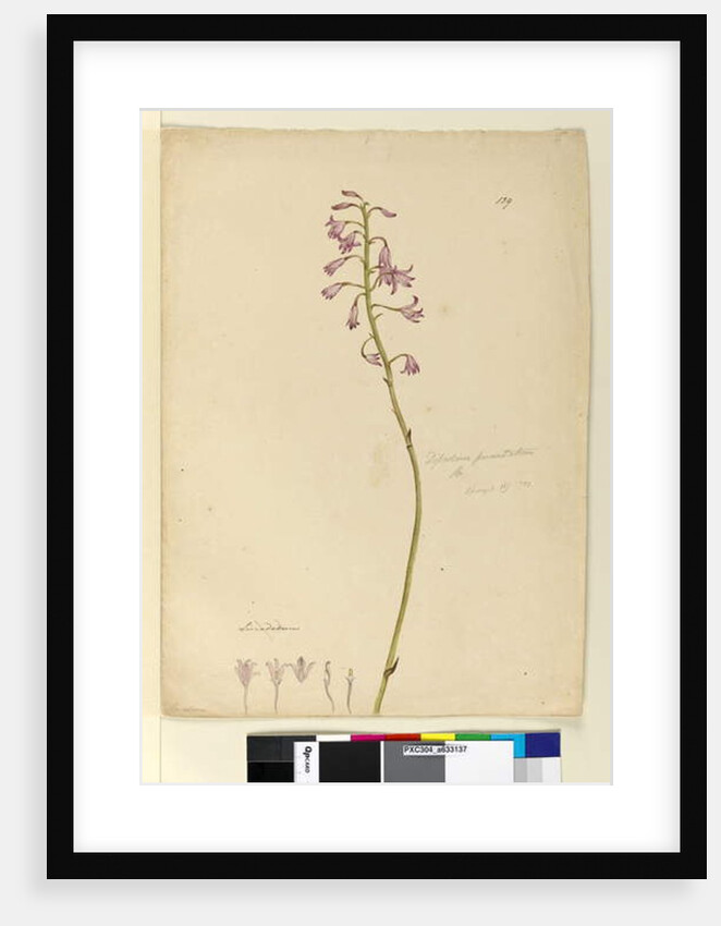 Page 139. Dipodium punctatum, c.1803-06 by John William Lewin