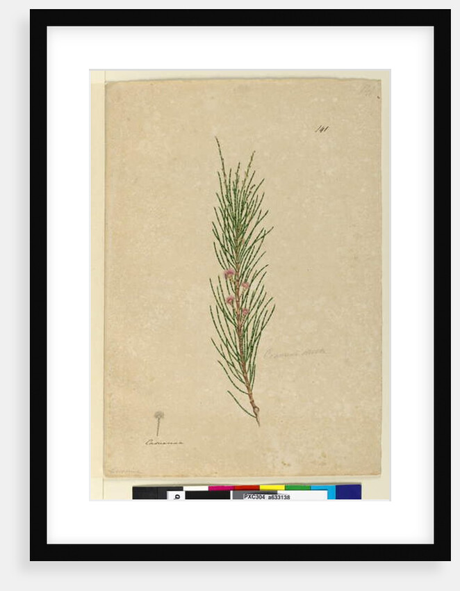 Page 141. Casuarina stricta/Allocasuarina verticillata, c.1803-06 by John William Lewin