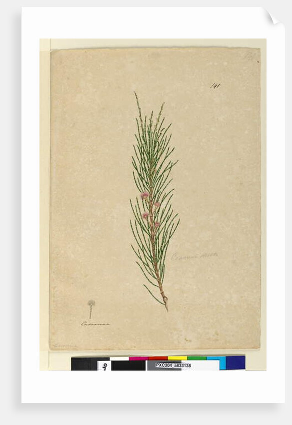 Page 141. Casuarina stricta/Allocasuarina verticillata, c.1803-06 by John William Lewin