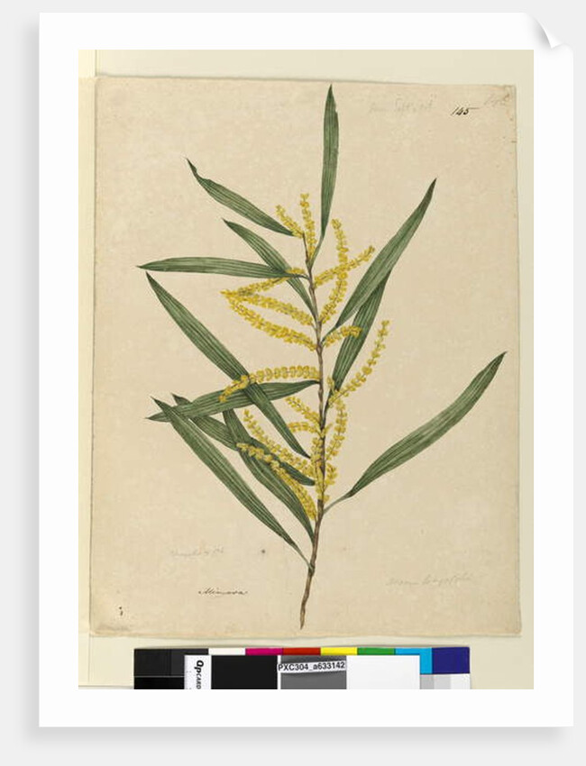 Page 145. Acacia longifolia, c.1803-06 by John William Lewin