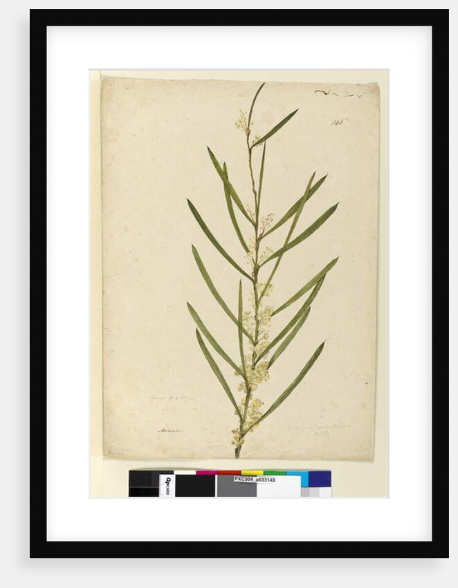Page 146. Acacia suaveolens, c.1803-06 by John William Lewin