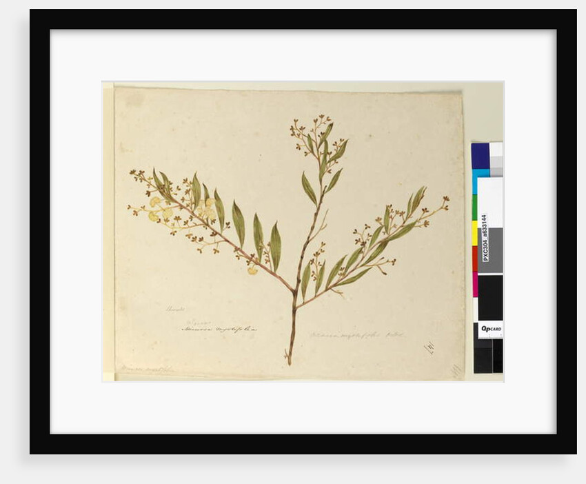 Page 147. Acacia myrtifolia, c.1803-06 by John William Lewin