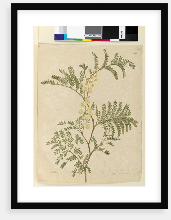 Page 149. Acacia discolor/Acacia terminalis, c.1803-06 by John William Lewin