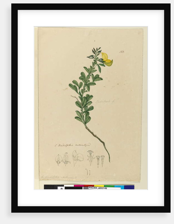 Page 152. C. Diadelphia naturalized, c.1803-06 by John William Lewin