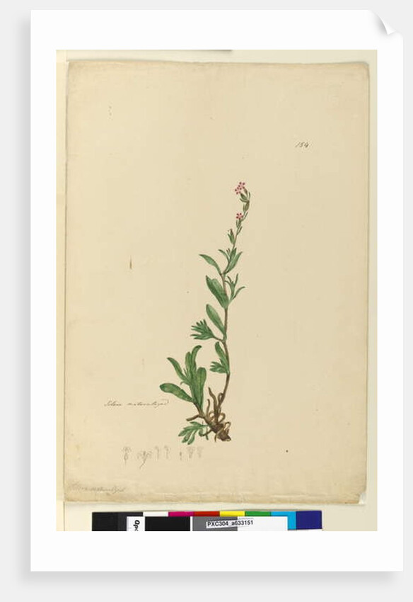 Page 154. Silene naturalized, c.1803-06 by John William Lewin