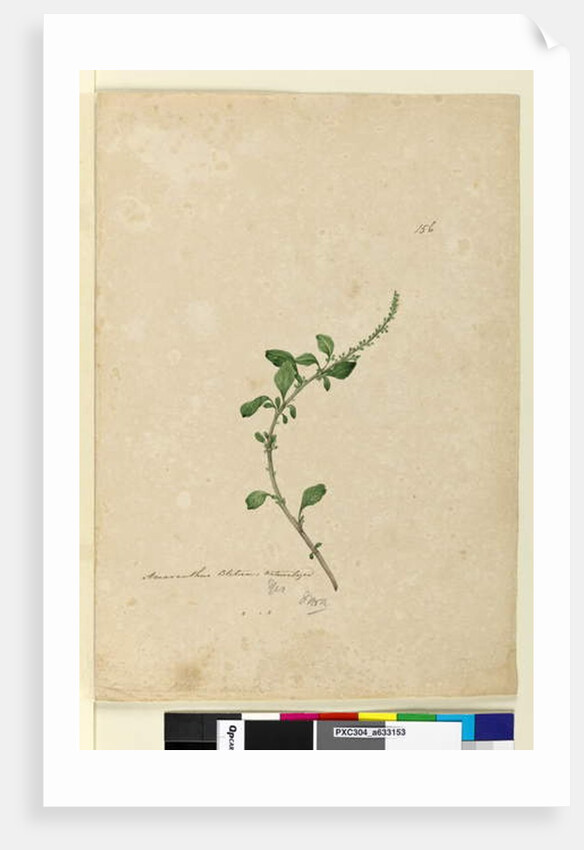 Page 156. Amaranthus Blitum, c.1803-06 by John William Lewin