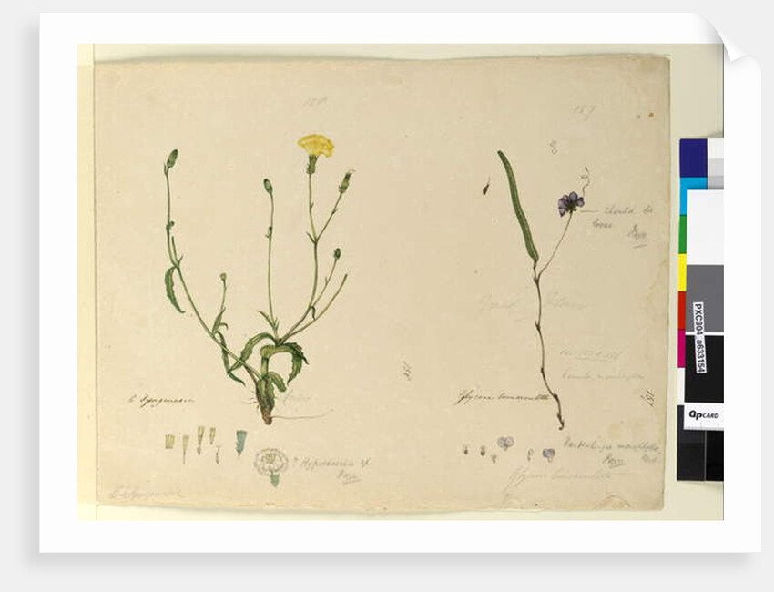Page 157. Hardenbergia monophylla/Hardenbergia violacea; 158. Hypochaeris, c.1803-06 by John William Lewin