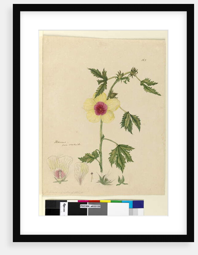 Page 163. Hibiscus, c.1803-06 by John William Lewin
