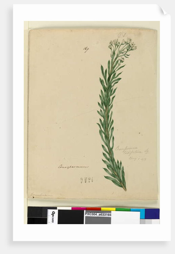 Page 169. Conospermum taxifolium, c.1803-06 by John William Lewin