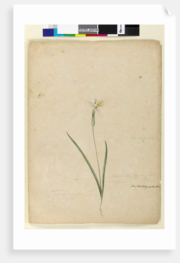 Page 170. Diplarrhena moraea, c.1803-06 by John William Lewin