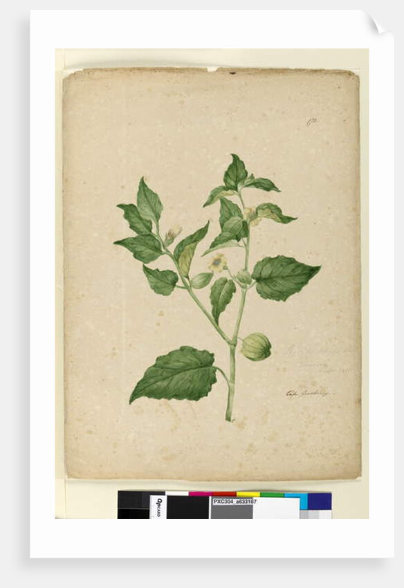 Page 172. Physalis edulis, c.1803-06 by John William Lewin