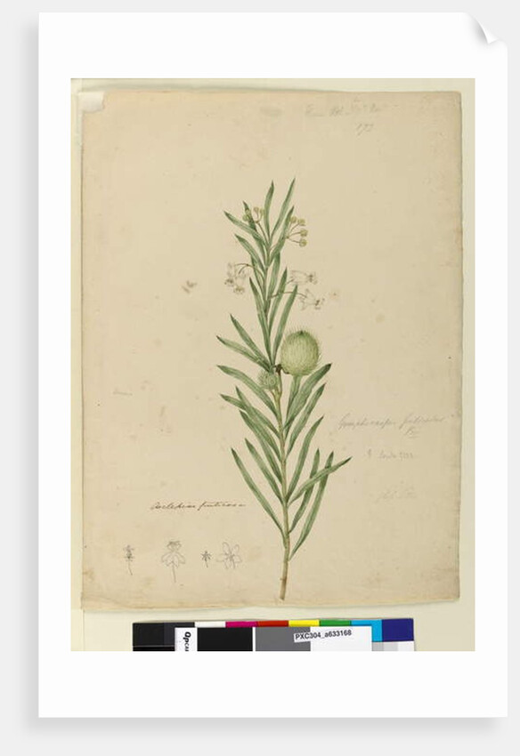 Page 173. Asclepias fruticosa, c.1803-06 by John William Lewin