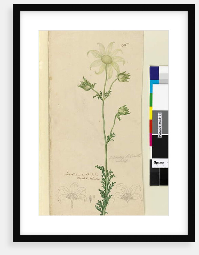 Page 176. Actinotus Helianthe, c.1803-06 by John William Lewin