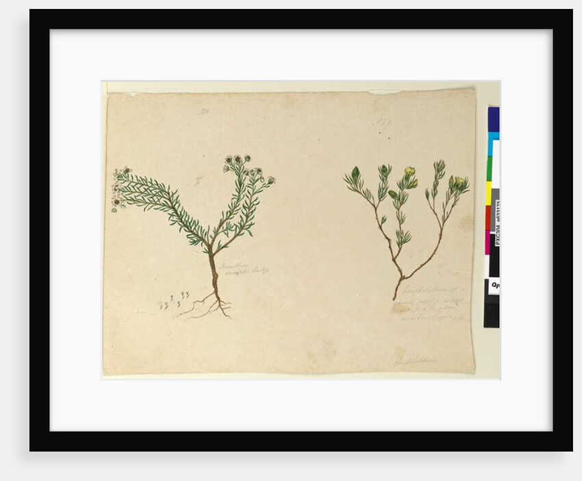 Page 179. Gompholobium; 180. Poranthera ericafolia, c.1803-06 by John William Lewin