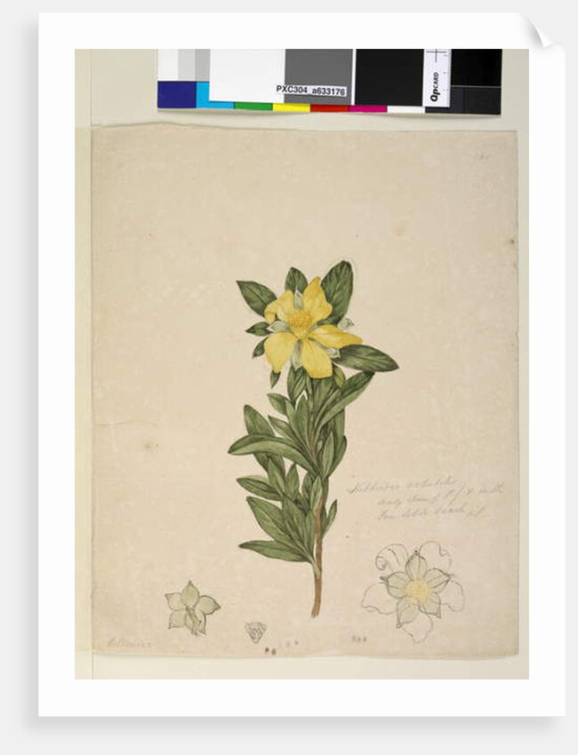 Page 181. Hibbertia volubilis/Hibbertia scandens, c.1803-06 by John William Lewin