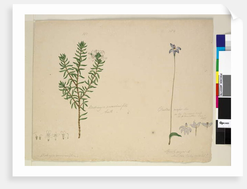 Page 183. Westringia rosmarinifolia/Westringia fruiticosa; 184. Glossodia major, c.1803-06 by John William Lewin