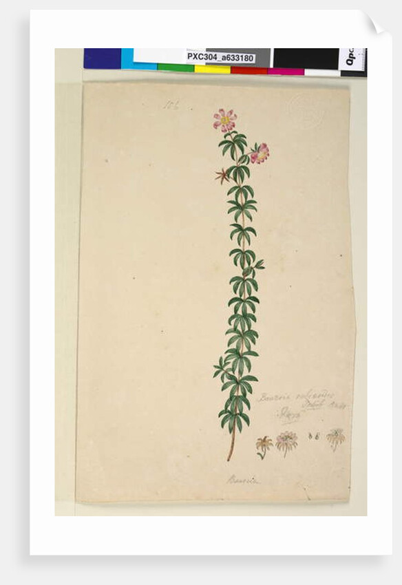 Page 186. Bauera rubioides, c.1803-06 by John William Lewin