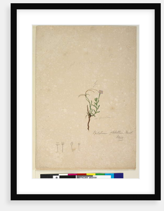 Page 187. Epilobium glabellum, c.1803-06 by John William Lewin