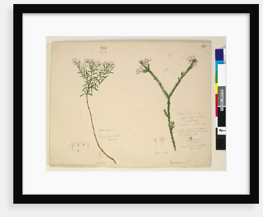 Page 194. Zieria lanceolata/Zieria smithii; 195. A bad figure of a species of Calythrix..., c.1803-06 by John William Lewin
