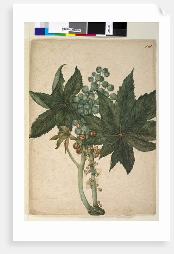 Page 196. Ricinus communis, c.1803-06 by John William Lewin