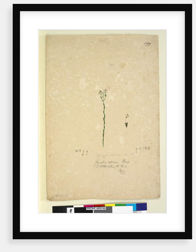 Page 199. Samolus repens, c.1803-06 by John William Lewin