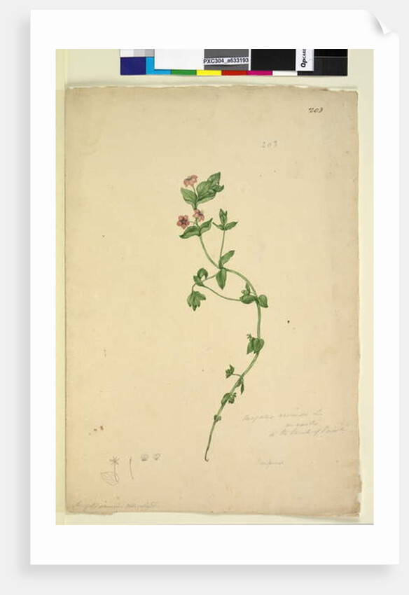 Page 203. Anagallis arvenis, c.1803-06 by John William Lewin