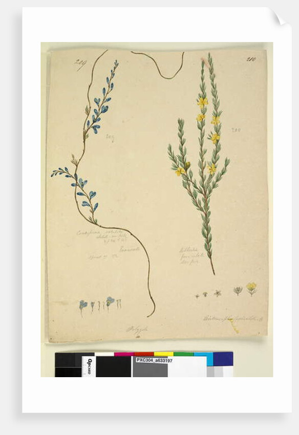 Page 209. Comesperma volubile; 210. Hibbertia fasciculata, c.1803-06 by John William Lewin